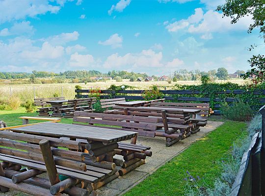 Sunny Oak Trees in Dębina