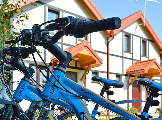 Sunny Oak Trees in Dębina