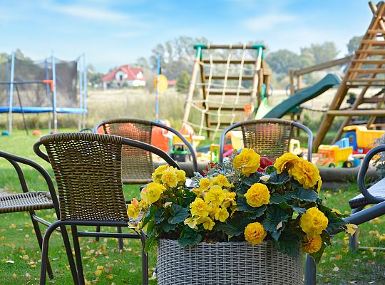 Sunny Oak Trees in Dębina