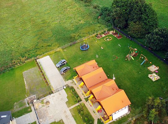 Sunny Oak Trees in Dębina